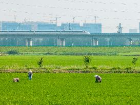 #CHINA-BEGINNING OF AUTUMN-FARMING (CN)