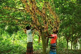 Farmers Collect Burmese Grapes - Bangladesh