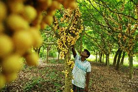 Farmers Collect Burmese Grapes - Bangladesh
