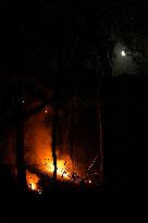 Forest Fire In Andalusia - Spain