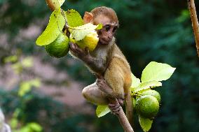 Monkeys In Residential area - India