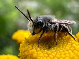 Relative Leafcutter Bee