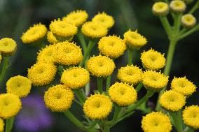 Yellow Tansy Flowers
