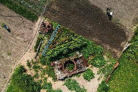 Local Residents Raise Vegetables And Flowers Next To A Destroyed Russian Tank