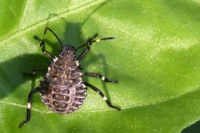 Brown Marmorated Stink Bug