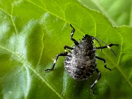 Brown Marmorated Stink Bug