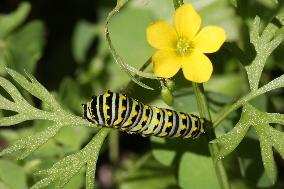 Black Swallowtail Butterfly Caterpillar