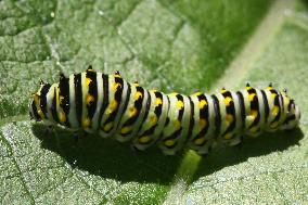 Black Swallowtail Butterfly Caterpillar