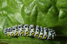 Black Swallowtail Butterfly Caterpillar