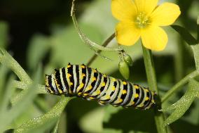 Black Swallowtail Butterfly Caterpillar