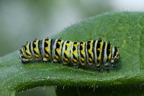 Black Swallowtail Butterfly Caterpillar