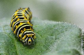 Black Swallowtail Butterfly Caterpillar