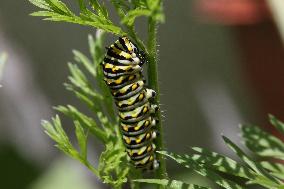 Black Swallowtail Butterfly Caterpillar