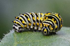 Black Swallowtail Butterfly Caterpillar