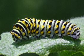 Black Swallowtail Butterfly Caterpillar