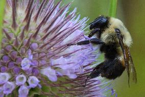 Bumblebee Drinking Nectar From A Flower