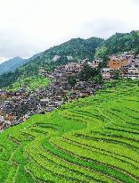 Jiapang Rice Terraces  in Congjiang, China