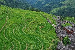 Jiapang Rice Terraces  in Congjiang, China