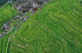 Jiapang Rice Terraces  in Congjiang, China