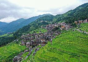 Jiapang Rice Terraces  in Congjiang, China