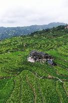 Jiapang Rice Terraces  in Congjiang, China