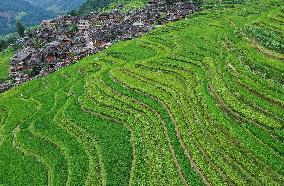 Jiapang Rice Terraces  in Congjiang, China