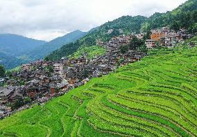 Jiapang Rice Terraces  in Congjiang, China