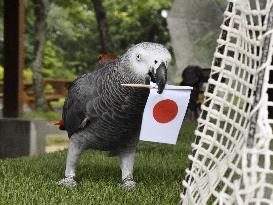 Parrot predicts World Cup football game