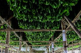 Harvesting Tobacco At A Plantation In Jember East Java To Export To Europe, America, And Australia