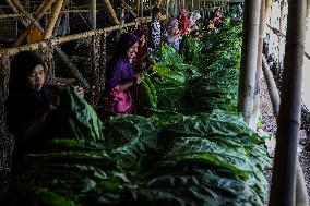 Harvesting Tobacco At A Plantation In Jember East Java To Export To Europe, America, And Australia