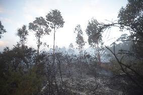 Forest Fire Rages in Galicia - Spain