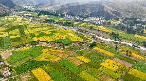 Barley And Wheat Planted Harvest Scenery Under Qilian Mountains in Zhangye, China