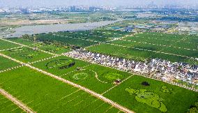 Huge Rice Field Painting in A State-level Modern Agriculture Industrial Park in Suzhou