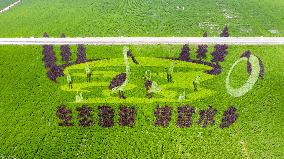 Huge Rice Field Painting in A State-level Modern Agriculture Industrial Park in Suzhou