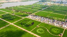 Huge Rice Field Painting in A State-level Modern Agriculture Industrial Park in Suzhou