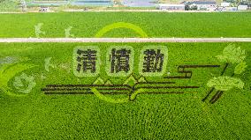 Huge Rice Field Painting in A State-level Modern Agriculture Industrial Park in Suzhou