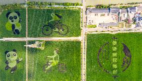 Huge Rice Field Painting in A State-level Modern Agriculture Industrial Park in Suzhou