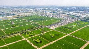 Huge Rice Field Painting in A State-level Modern Agriculture Industrial Park in Suzhou