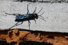 Common Blue Mud Dauber Wasp