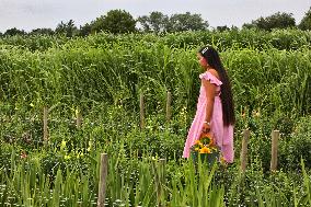 Flower Farm