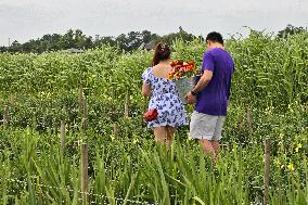 Flower Farm