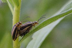 Goldenrod Leaf Beetles