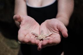 A Girl Found A Starfish