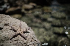 A Girl Found A Starfish