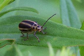 Goldenrod Leaf Beetles