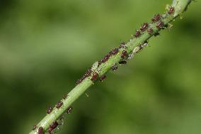 Aphids On The Stem Of A Plant