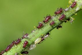 Aphids On The Stem Of A Plant