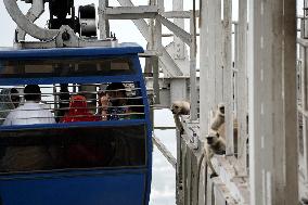 Monkeys Rest On Gondola Lift’s Pylons - Rajasthan