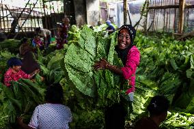 Tobacco Harvesting And Processing In Jember, East Java.