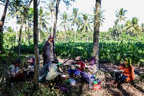 Tobacco Harvesting And Processing In Jember, East Java.